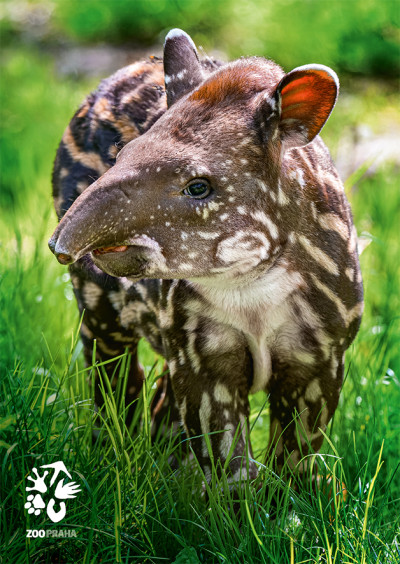 Pohlednice tapír jihoamerický