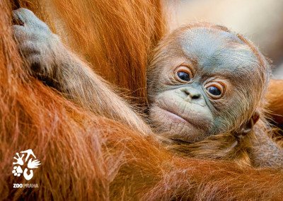 Pohlednice mládě orangutana Harapan