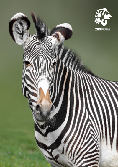Pohlednice zebra Grévyho