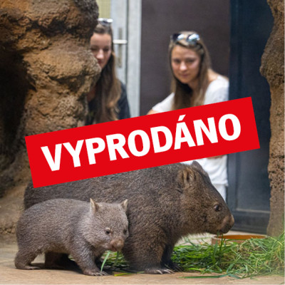 Poznejte se s vombaty