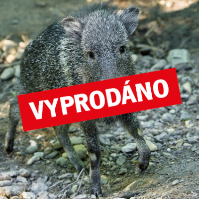Poznejte se s pekari