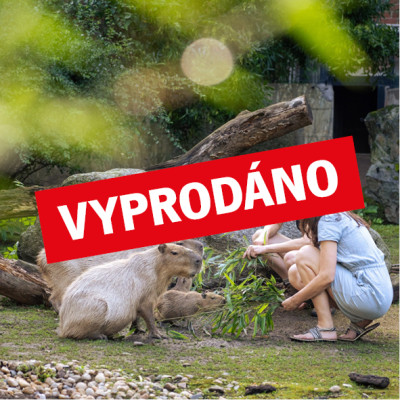 Poznejte se s kapybarami