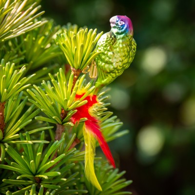Ručně malovaná vánoční ozdoba s motivem papouška – amazoňan rudoocasý