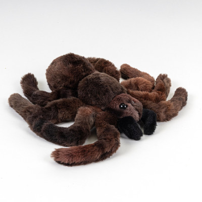 Pavouk sklípkan 19 cm