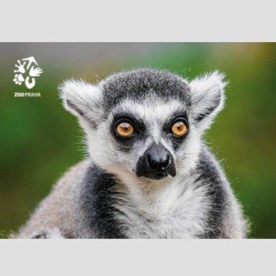 Pohlednice Zoo Praha - lemur kata