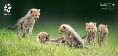 Pohlednice - Gepardí paterčata