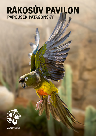 Pohlednice papoušek patagonský