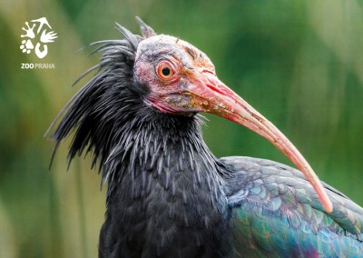 Pohlednice ibis skalní na zeleném pozadí