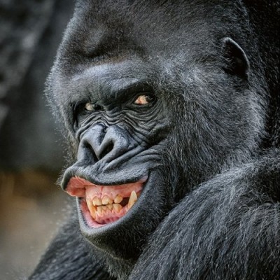 Portrét oblíbeného gorilího samce Richarda