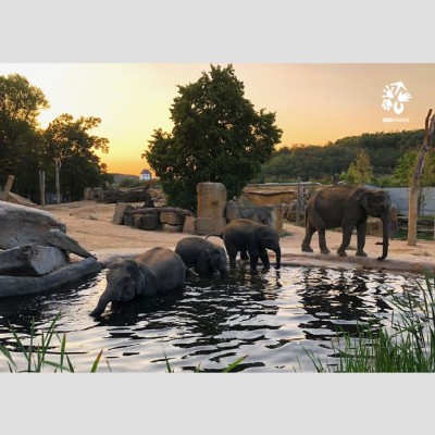 Pohlednice Zoo Praha – západ slunce v Údolí slonů