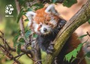 Pohlednice Zoo Praha - panda červená