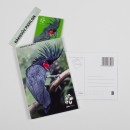 Dárková pohlednice Zoo Praha – kakadu palmový