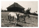 Leporelo 85. výročí 
