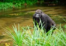Leporelo Gorily nížinné v přírodě