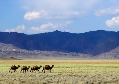 Fotoobraz - Velbloudi v poušti na cestě z Bulgan sumu do Tachin talu
