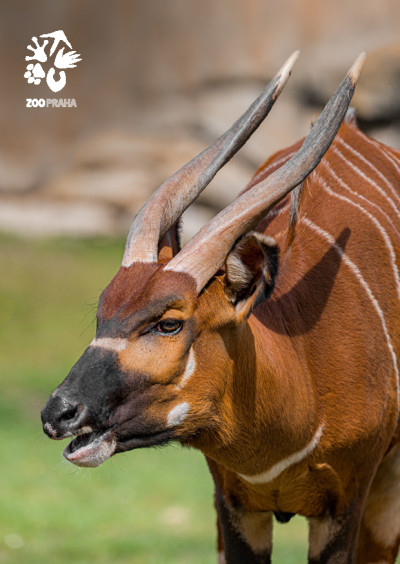 Pohlednice bongo horský
