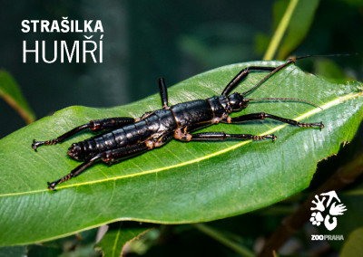Pohlednice strašilka humří