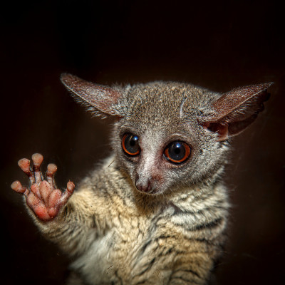 Na návštěvě v Africe zblízka