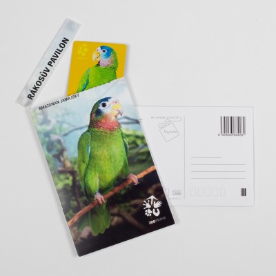 Dárková pohlednice Zoo Praha – amazoňan jamajský