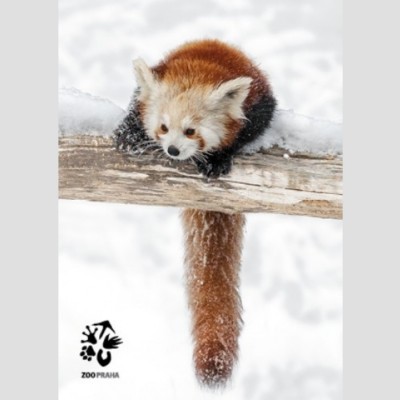 Pohlednice Zoo Praha - panda červená