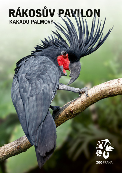 Pohlednice kakadu palmový