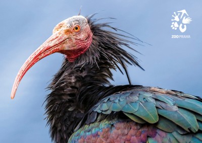 Pohlednice ibis skalní 