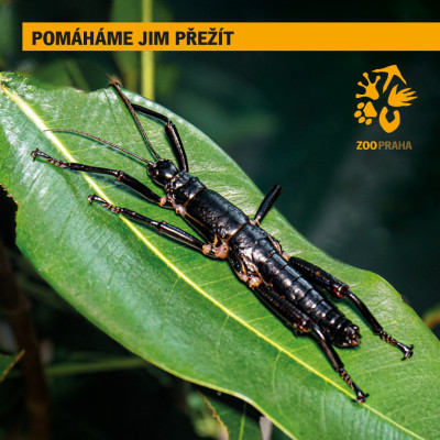 Poznejte strašilky humří