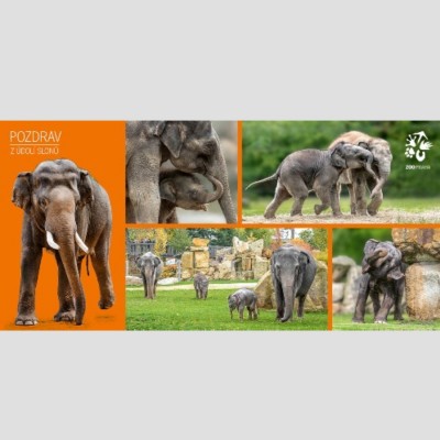 Pohlednice Zoo Praha  –  Sloni v Zoo Praha