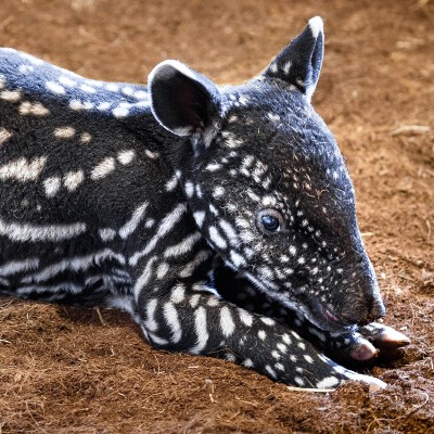 Jedinečná fotografie s motivem mláděte tapíra čabrakového – motiv č. 1
