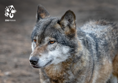 Pohled vlk