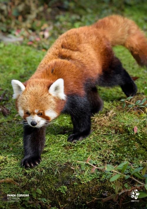 Plakát – PANDA ČERVENÁ