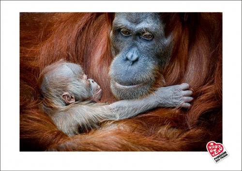 Fotografie orangutaního mláděte - samečka Kawiho 