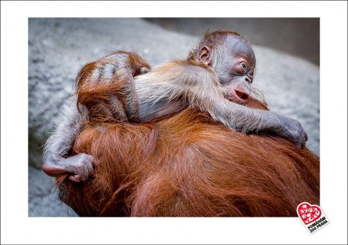 Fotografie orangutaního mláděte - samečka Kawiho II