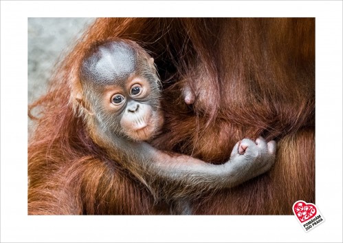 Fotografie orangutaního mláděte – samečka Kawiho III