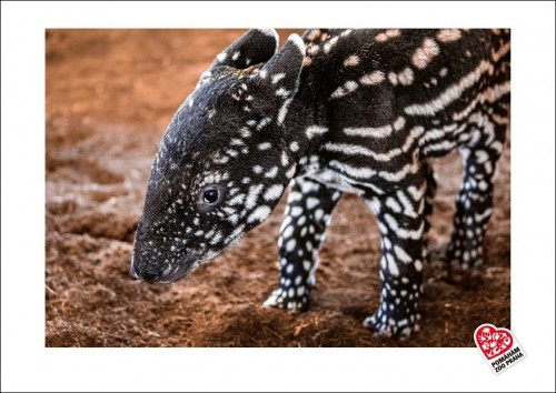 Jedinečná fotografie s motivem mláděte tapíra čabrakového – motiv č. 2
