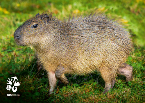 Pohlednice kapybara