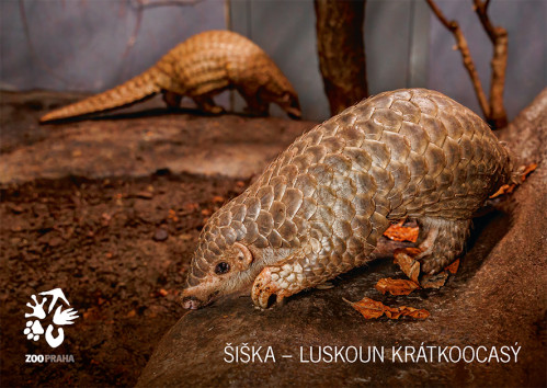 Pohlednice luskoun Šiška II