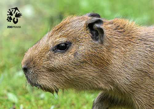 Pohlednice kapybara