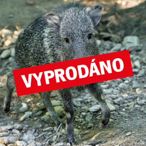 Poznejte se s pekari