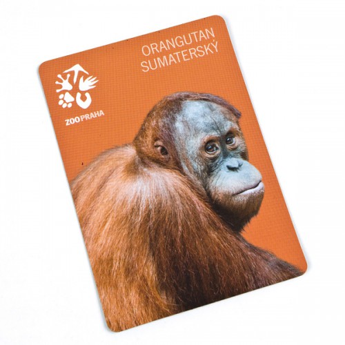 Orangutan sumatérský