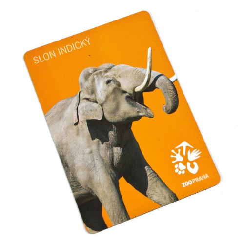 Slon indický