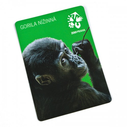 Gorila nížinná