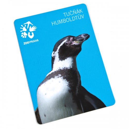 Tučňák Humboldtův