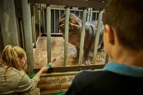 Chovatelem na den JUNIOR u hrochů a antilop
