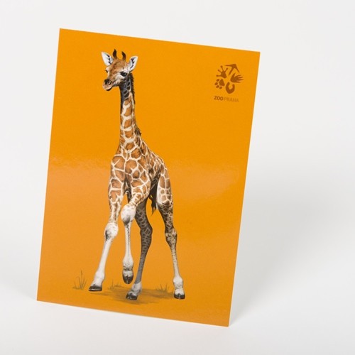 Malovaná pohlednice - Žirafa Rothschildova