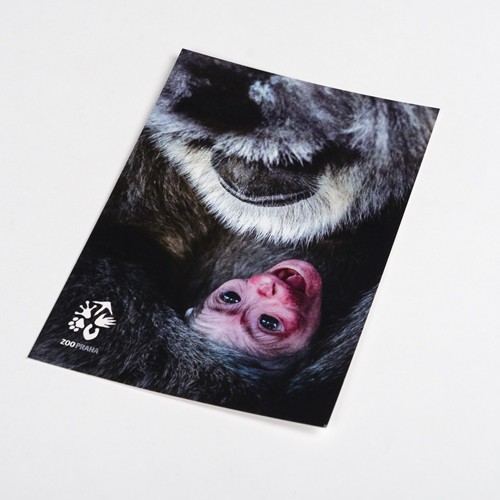 Pohlednice Zoo Praha – gibon stříbrný