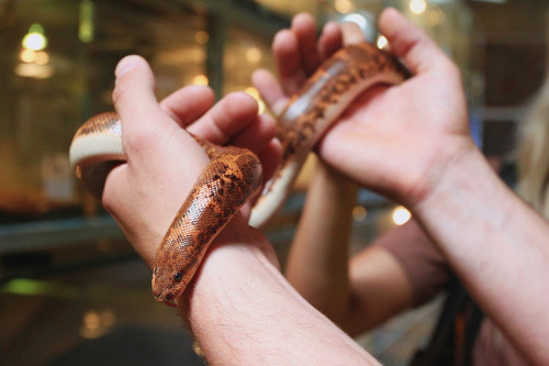 Chovatelem na jeden den u plazů