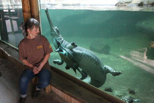 Chovatelem na jeden den u plazů