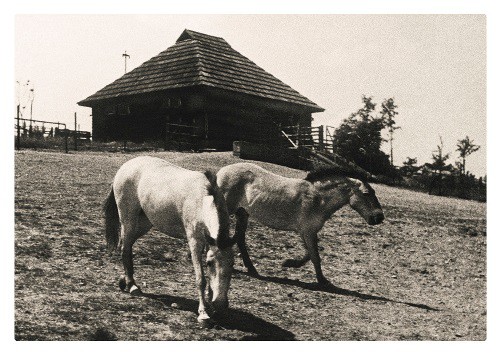 Leporelo 85. výročí 