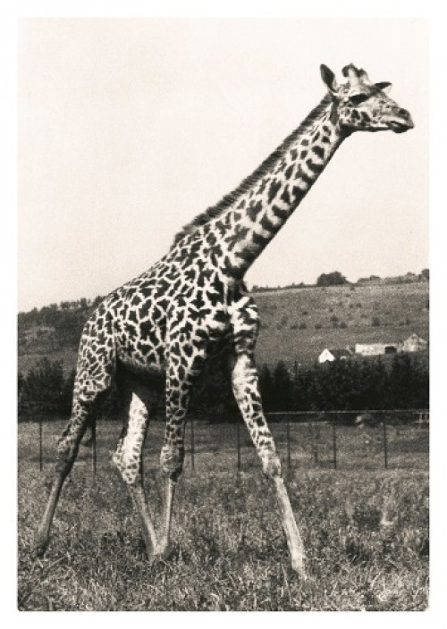 Leporelo 85. výročí